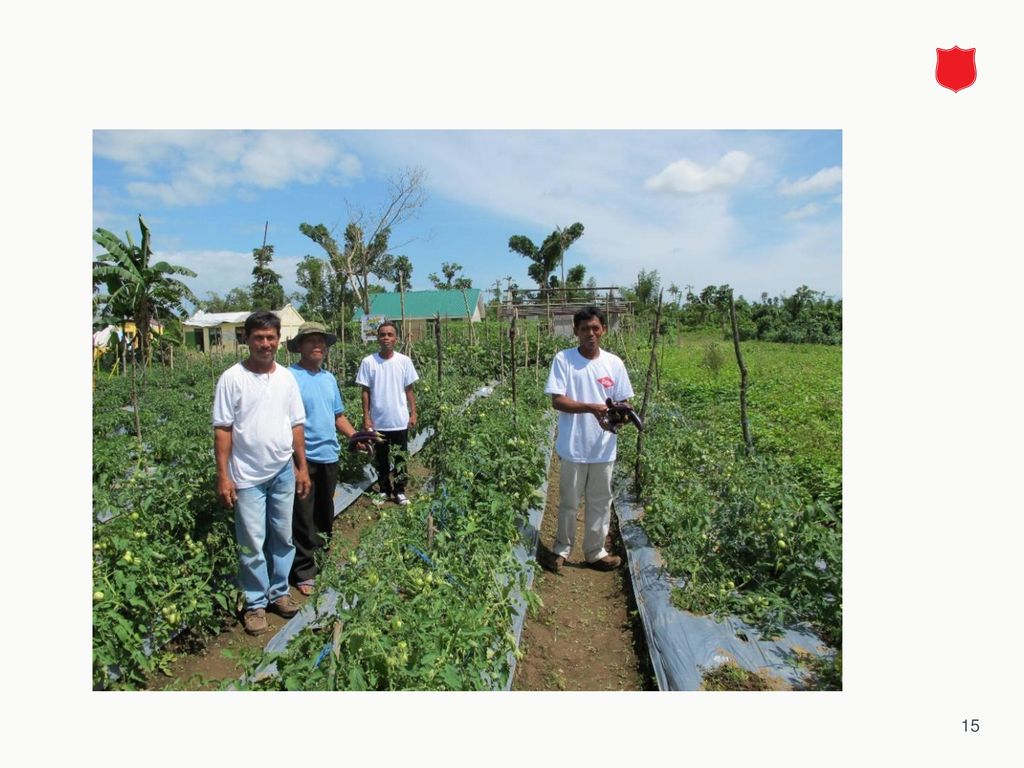 Das Projekt unterstützte die Gemüsebauern auf den Philippinen nach dem Taifun «Yolanda» Dieses Projektbeispiel zeigt auch auf, wie bessere Nahrungssicherheit zu mehr Einkommen führen kann. Die Überschüsse durch höhere Ernteerträge können verkauft werden.
