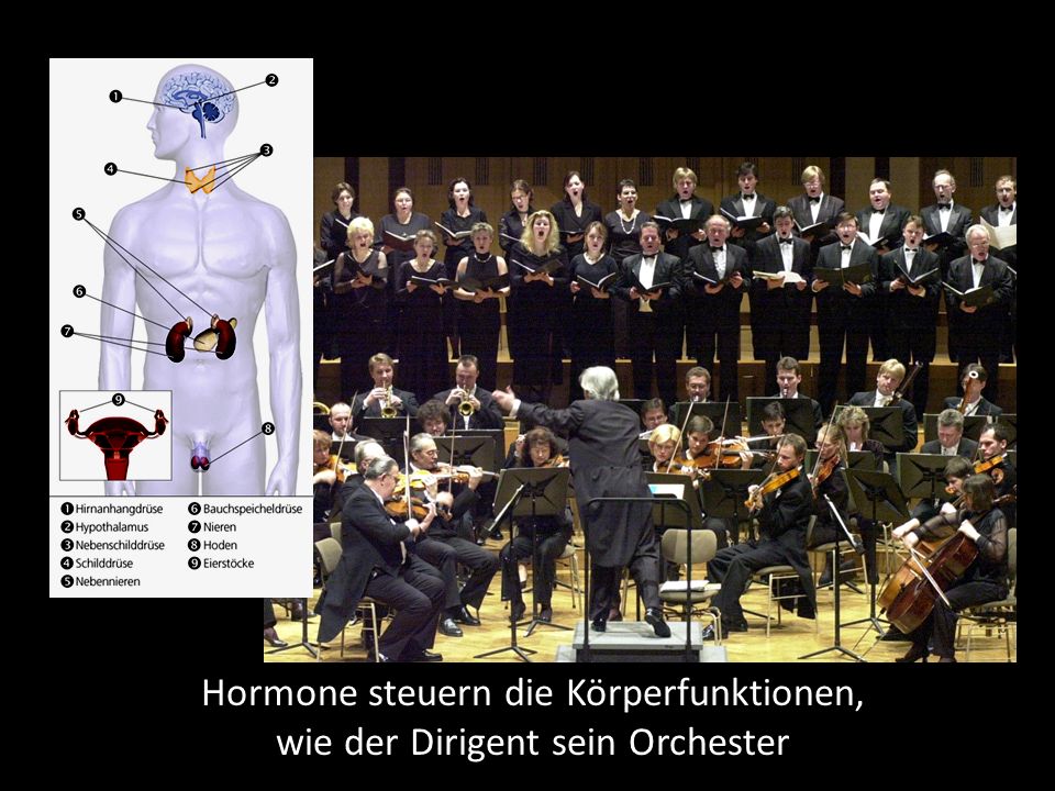 Hormone steuern die Körperfunktionen, wie der Dirigent sein Orchester