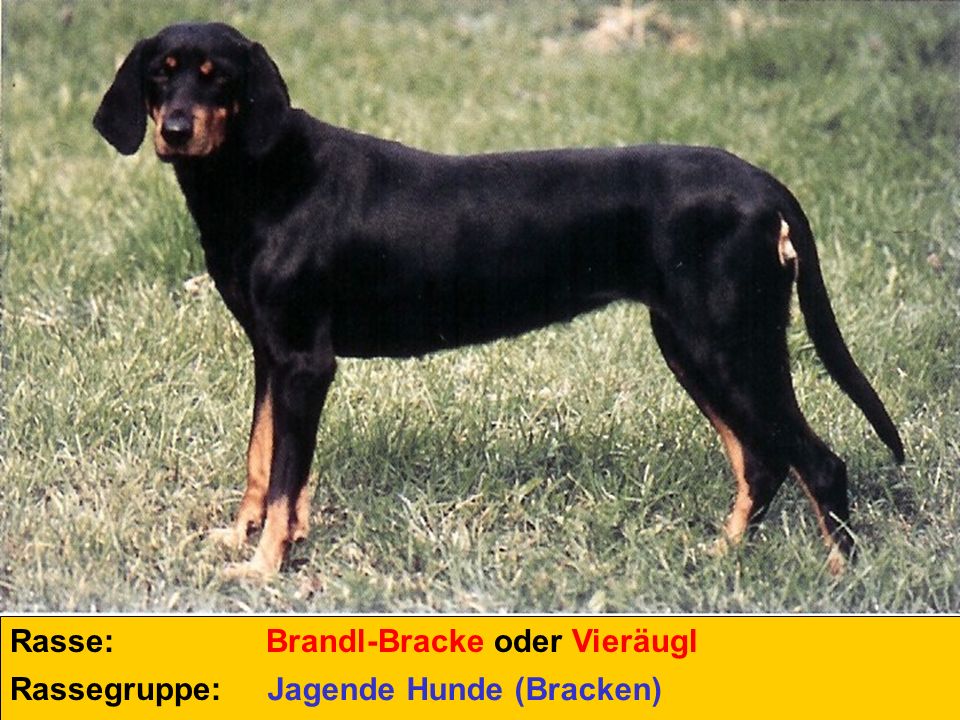 Rasse: Brandl-Bracke oder Vieräugl Rassegruppe: Jagende Hunde (Bracken)
