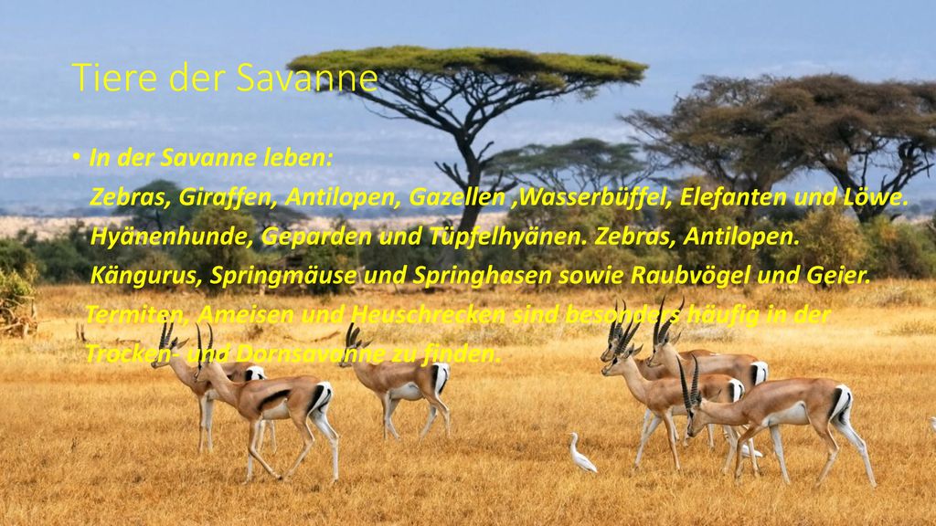 Tiere der Savanne In der Savanne leben: