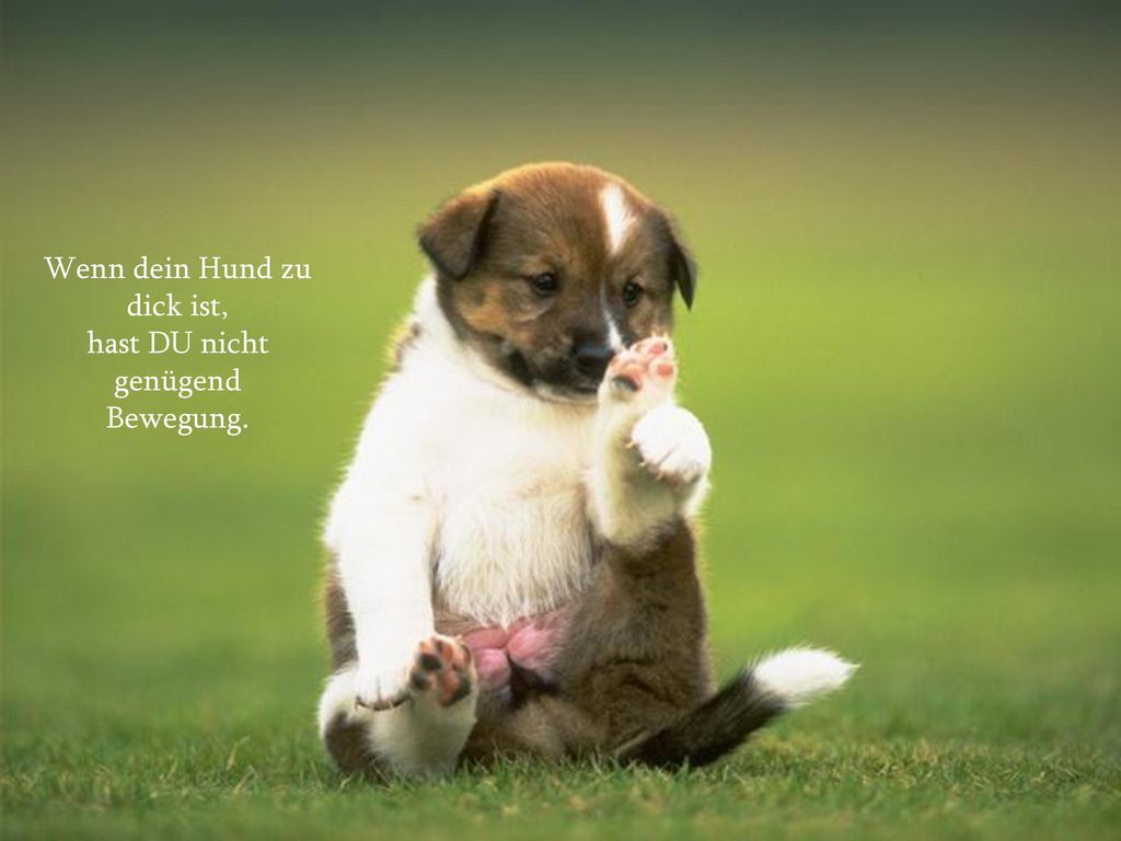Wenn dein Hund zu dick ist, hast DU nicht genügend Bewegung.