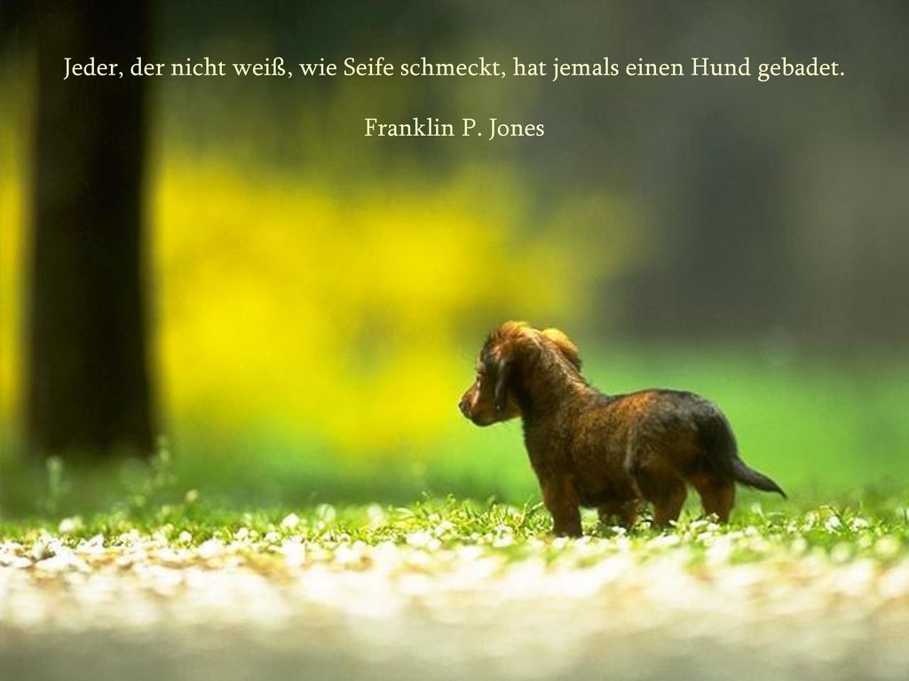 Jeder, der nicht weiß, wie Seife schmeckt, hat jemals einen Hund gebadet.