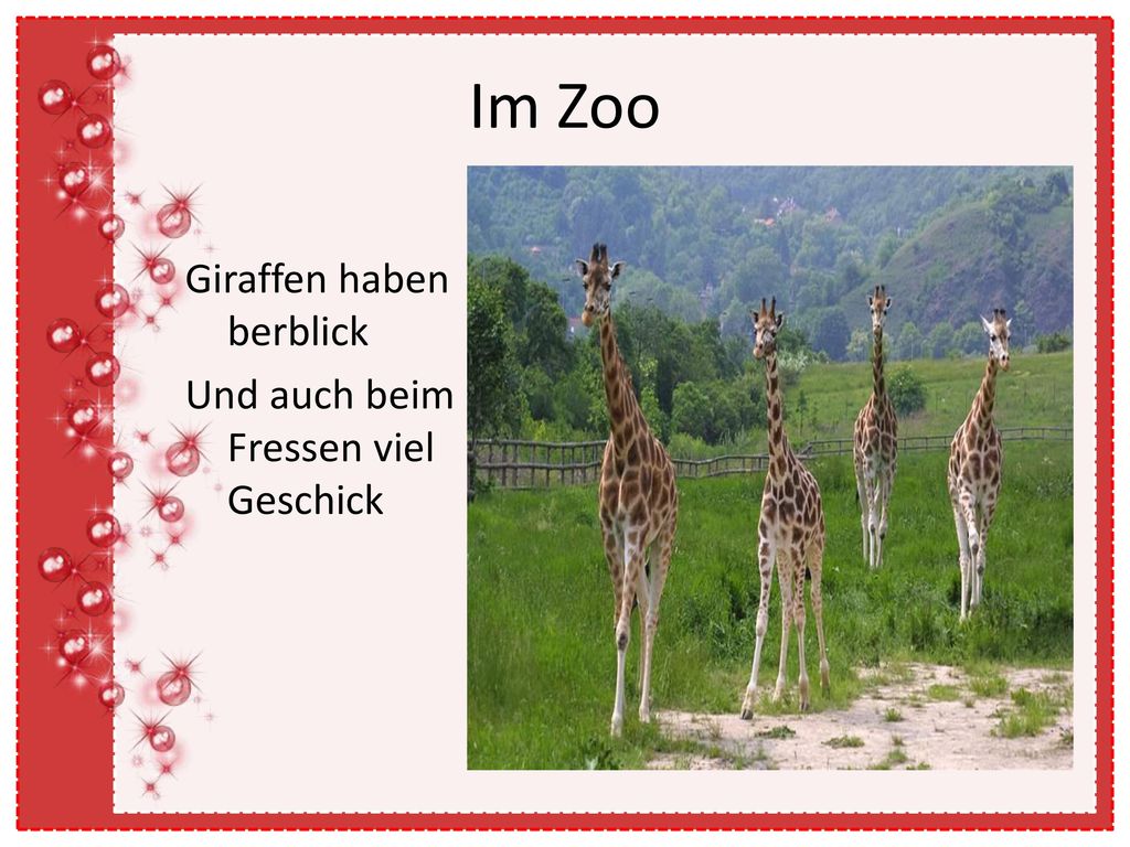 Im Zoo Giraffen haben berblick Und auch beim Fressen viel Geschick
