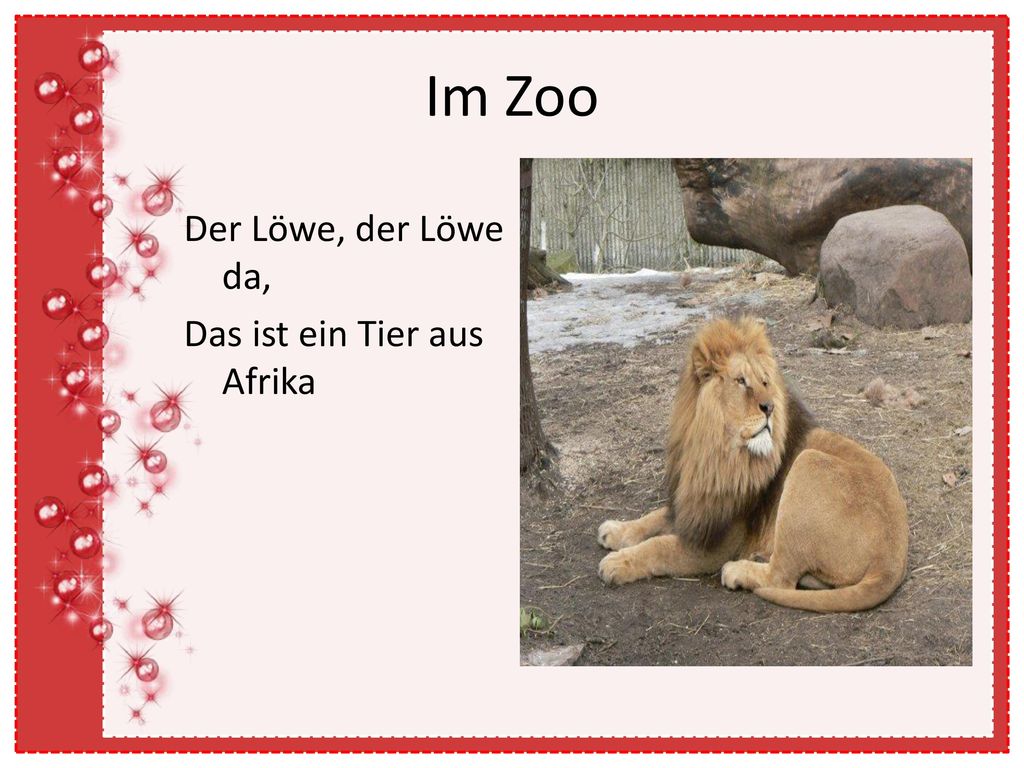 Im Zoo Der Löwe, der Löwe da, Das ist ein Tier aus Afrika