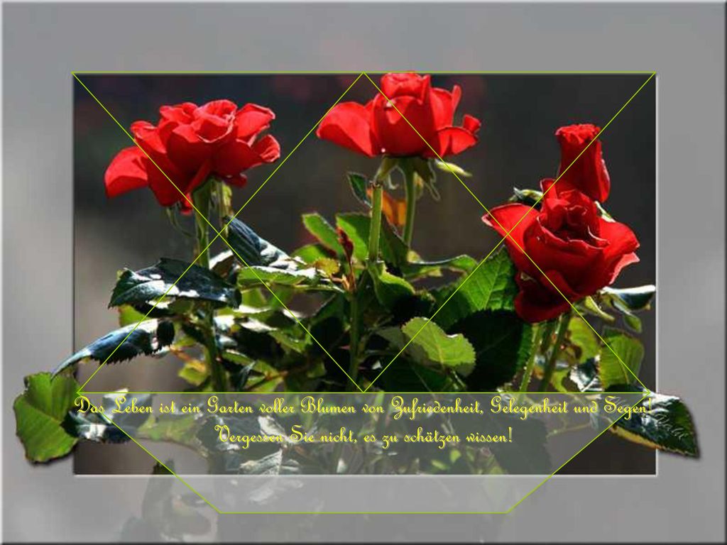 Das Leben ist ein Garten voller Blumen von Zufriedenheit, Gelegenheit und Segen.