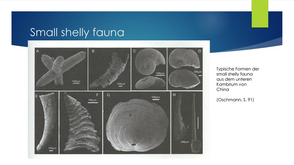 Small shelly fauna Typische Formen der small shelly fauna aus dem unteren Kambrium von China (Oschmann, S. 91)
