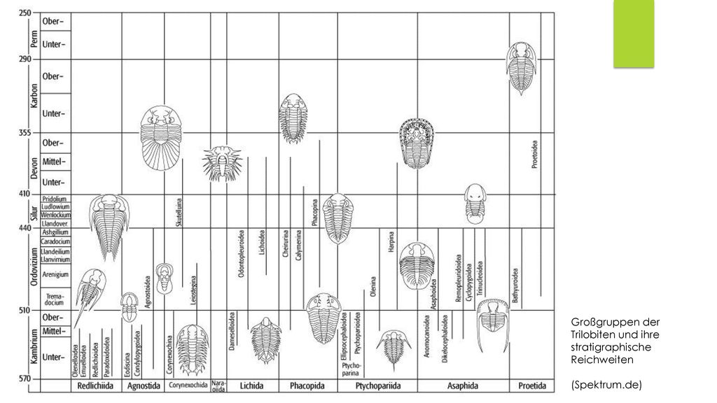 Systematisch unterscheidet man 9, bei manchen Autoren 10 Trilobiten!