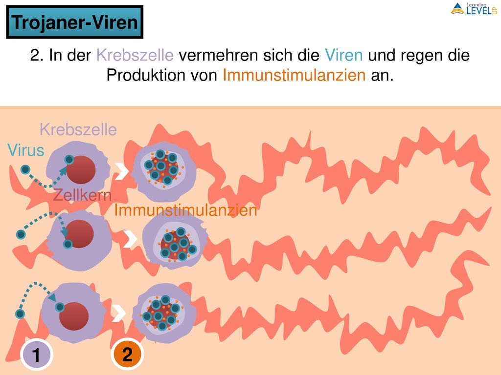 Trojaner-Viren 2. In der Krebszelle vermehren sich die Viren und regen die Produktion von Immunstimulanzien an.