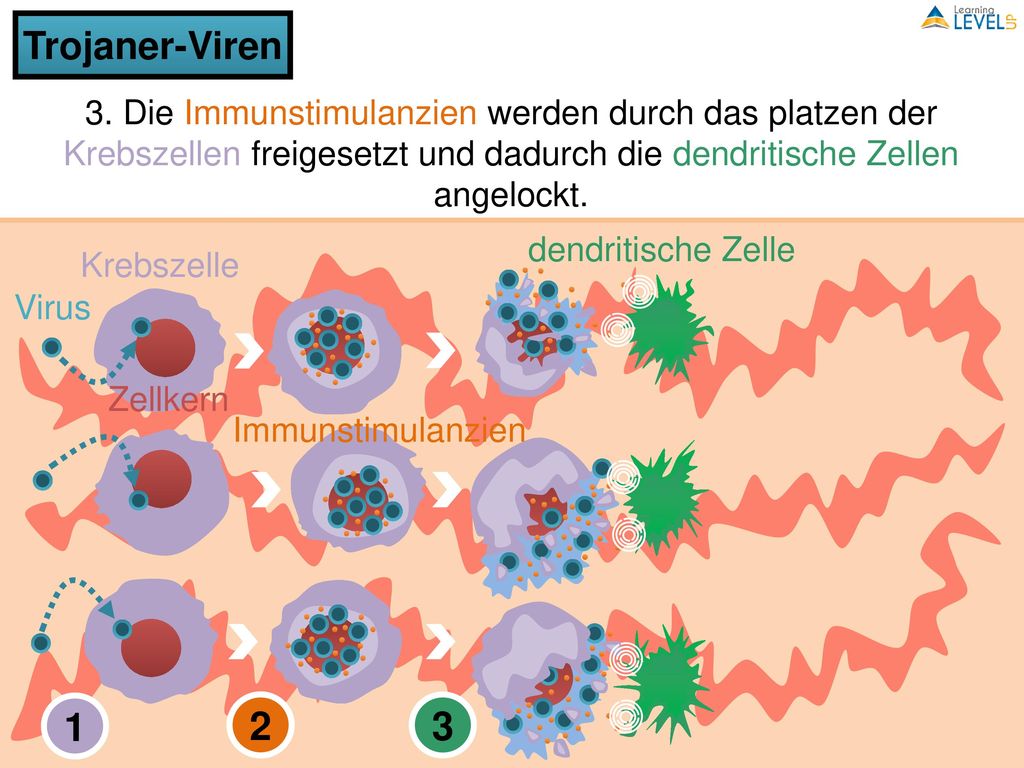Trojaner-Viren 3. Die Immunstimulanzien werden durch das platzen der Krebszellen freigesetzt und dadurch die dendritische Zellen angelockt.
