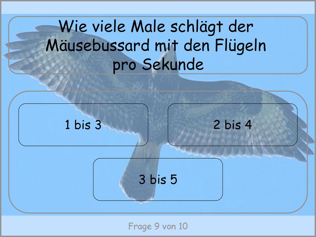 Wie viele Male schlägt der Mäusebussard mit den Flügeln pro Sekunde