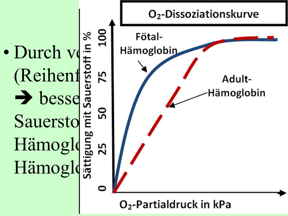 Durch veränderte Struktur (Reihenfolge der Aminosäuren)  bessere Bindung von Sauerstoff an Fötales Hämoglobin als an mütterliches Hämoglobin.