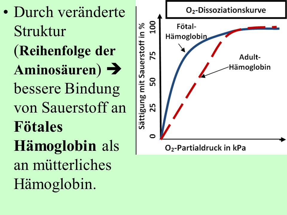 Durch veränderte Struktur (Reihenfolge der Aminosäuren)  bessere Bindung von Sauerstoff an Fötales Hämoglobin als an mütterliches Hämoglobin.