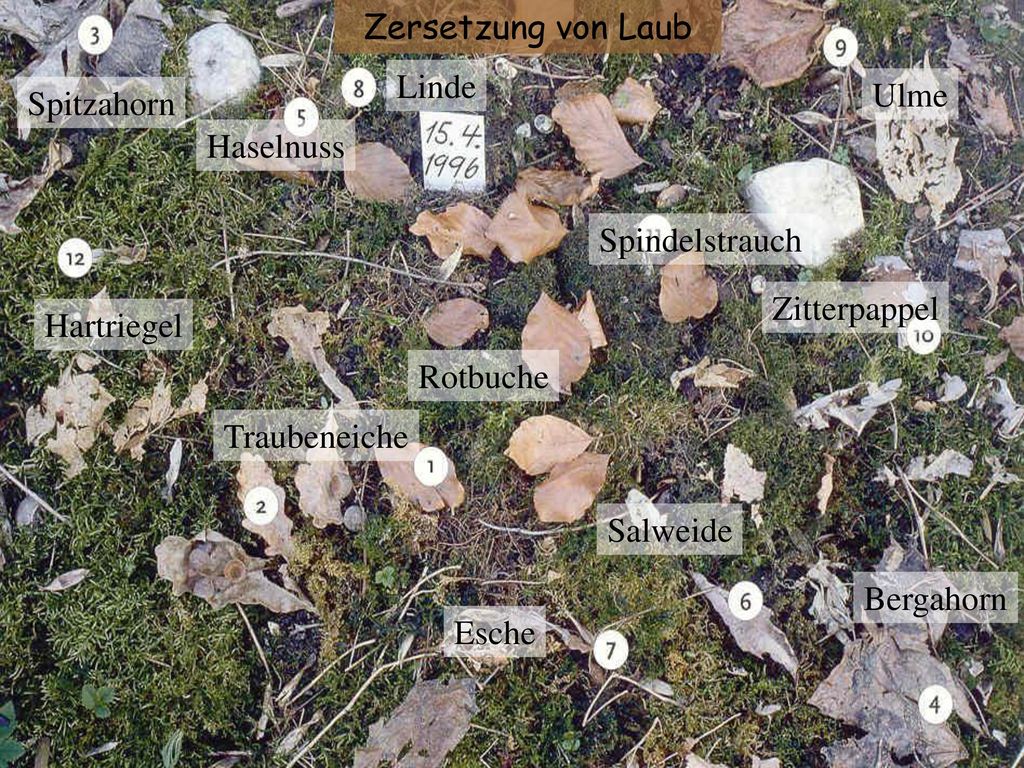 Zersetzung von Laub Linde. Ulme. Spitzahorn. Haselnuss. Spindelstrauch. Zitterpappel. Hartriegel.