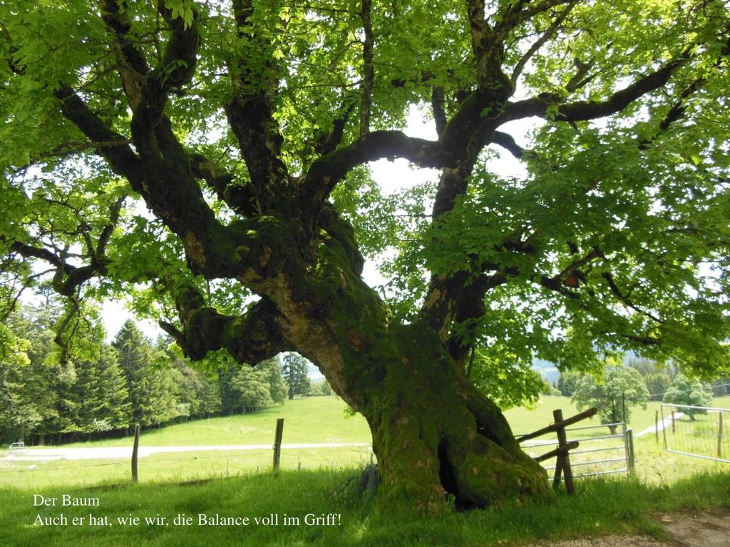 Der Baum Auch er hat, wie wir, die Balance voll im Griff!