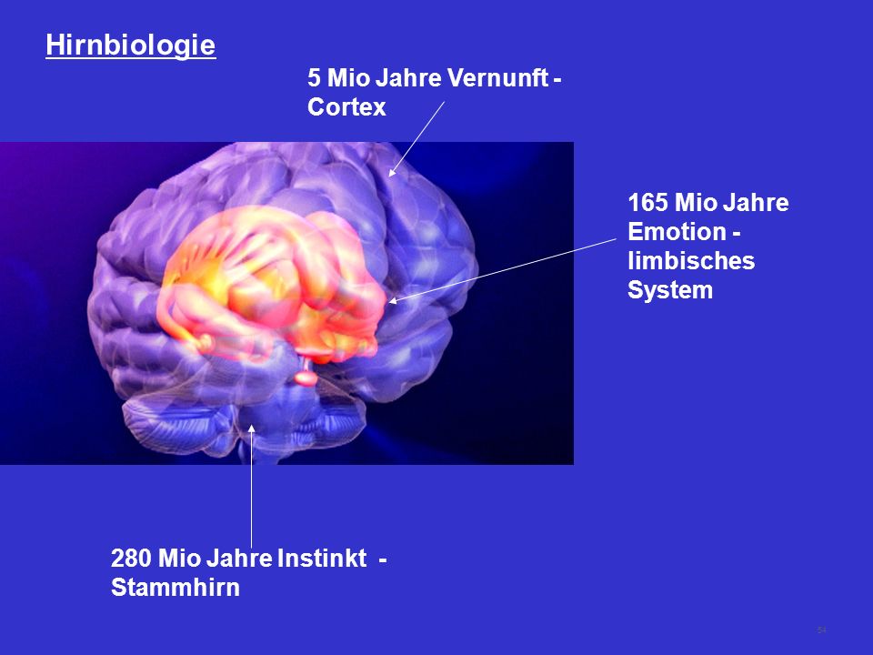 Hirnbiologie 5 Mio Jahre Vernunft - Cortex