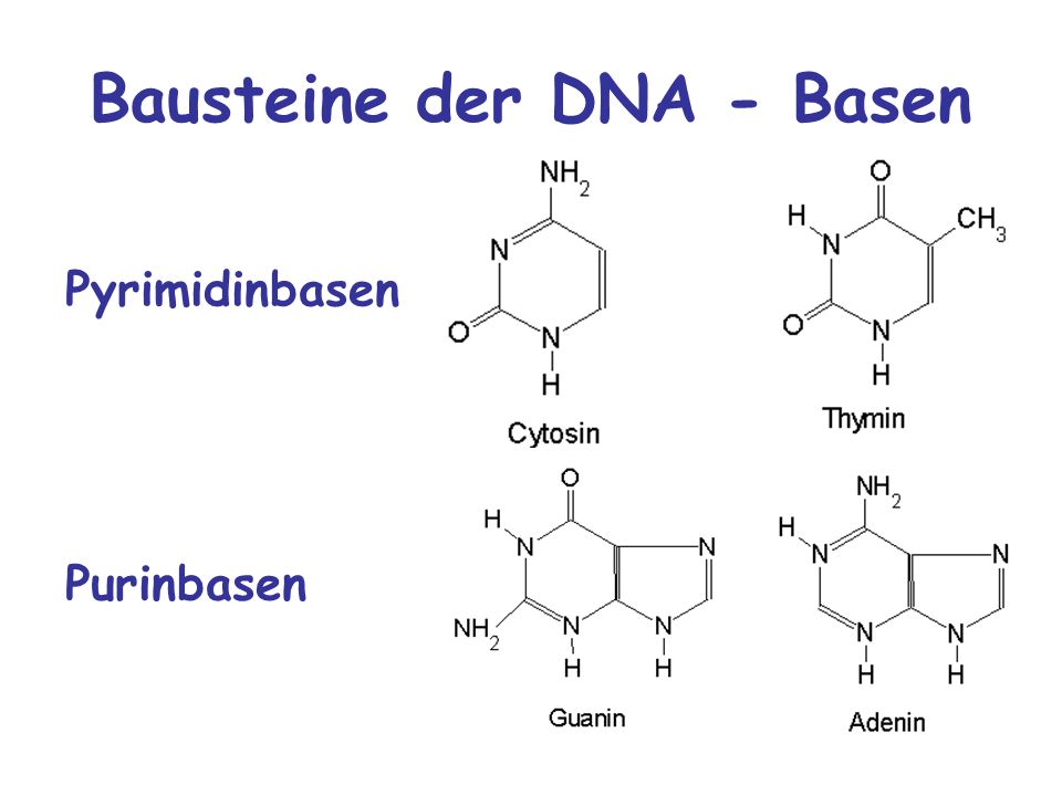 DNA als Erbsubstanz DNA (Desoxyribonukleinsäure) - ppt video online  herunterladen