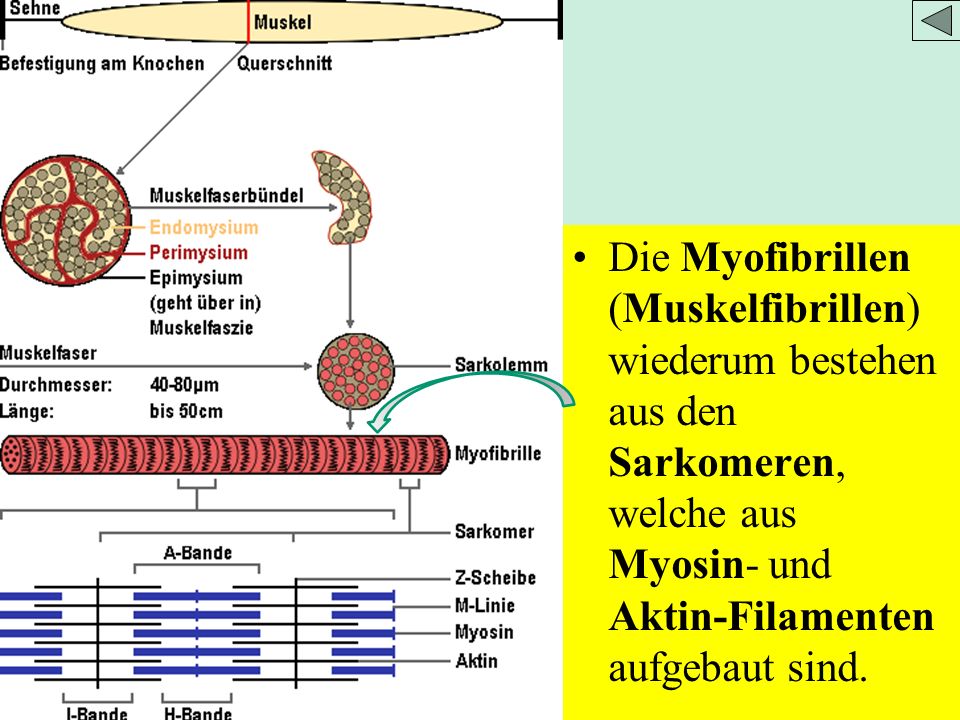 Die Myofibrillen (Muskelfibrillen) wiederum bestehen aus den Sarkomeren, welche aus Myosin- und Aktin-Filamenten aufgebaut sind.