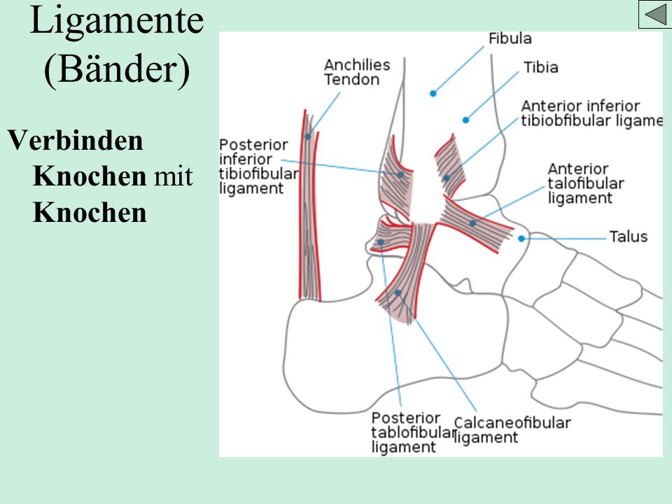 Ligamente (Bänder) Verbinden Knochen mit Knochen Bild aus wikipedia