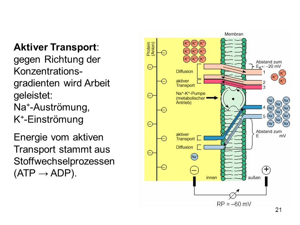 Aktiver Transport: gegen Richtung der Konzentrations-gradienten wird Arbeit geleistet: Na+-Auströmung, K+-Einströmung