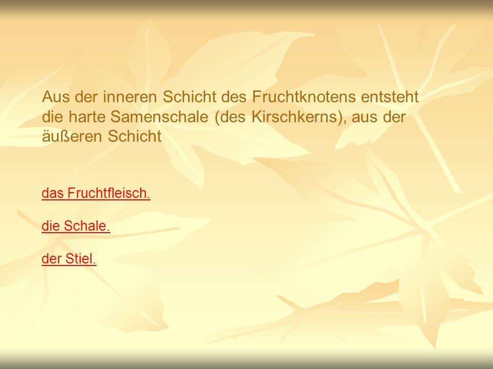 Aus der inneren Schicht des Fruchtknotens entsteht die harte Samenschale (des Kirschkerns), aus der äußeren Schicht