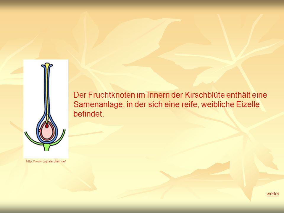 Der Fruchtknoten im Innern der Kirschblüte enthält eine Samenanlage, in der sich eine reife, weibliche Eizelle befindet.