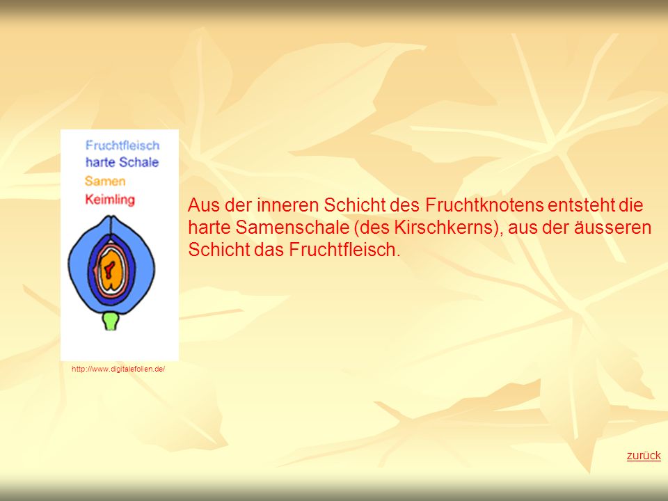 Aus der inneren Schicht des Fruchtknotens entsteht die harte Samenschale (des Kirschkerns), aus der äusseren Schicht das Fruchtfleisch.