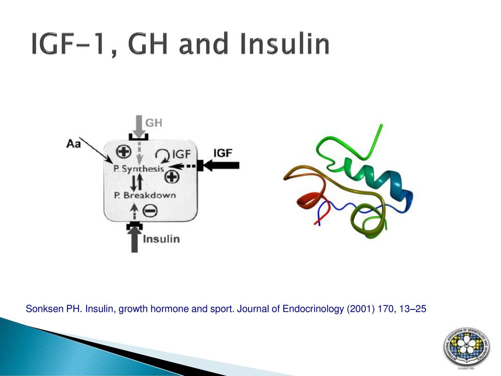 IGF-1, GH and Insulin Schwarz=IGF-1. Weiss = Insulin. Figure 4 This diagram illustrates our current understanding about the synergistic.