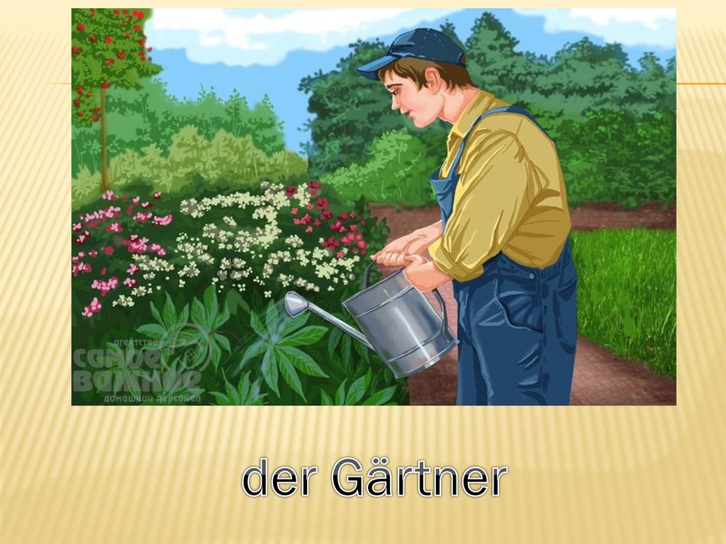 Садовод это профессия. Профессия садовник для детей. Садовод профессия для детей. Садовник иллюстрация. Мужчина поливает цветы.