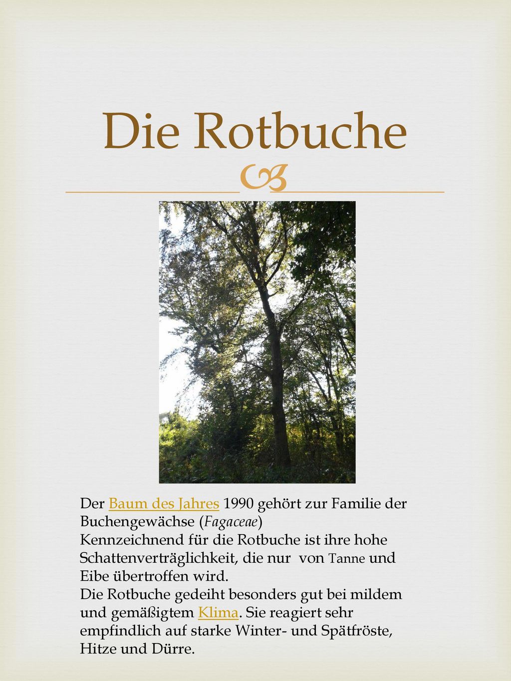 Die Rotbuche Der Baum des Jahres 1990 gehört zur Familie der Buchengewächse (Fagaceae)