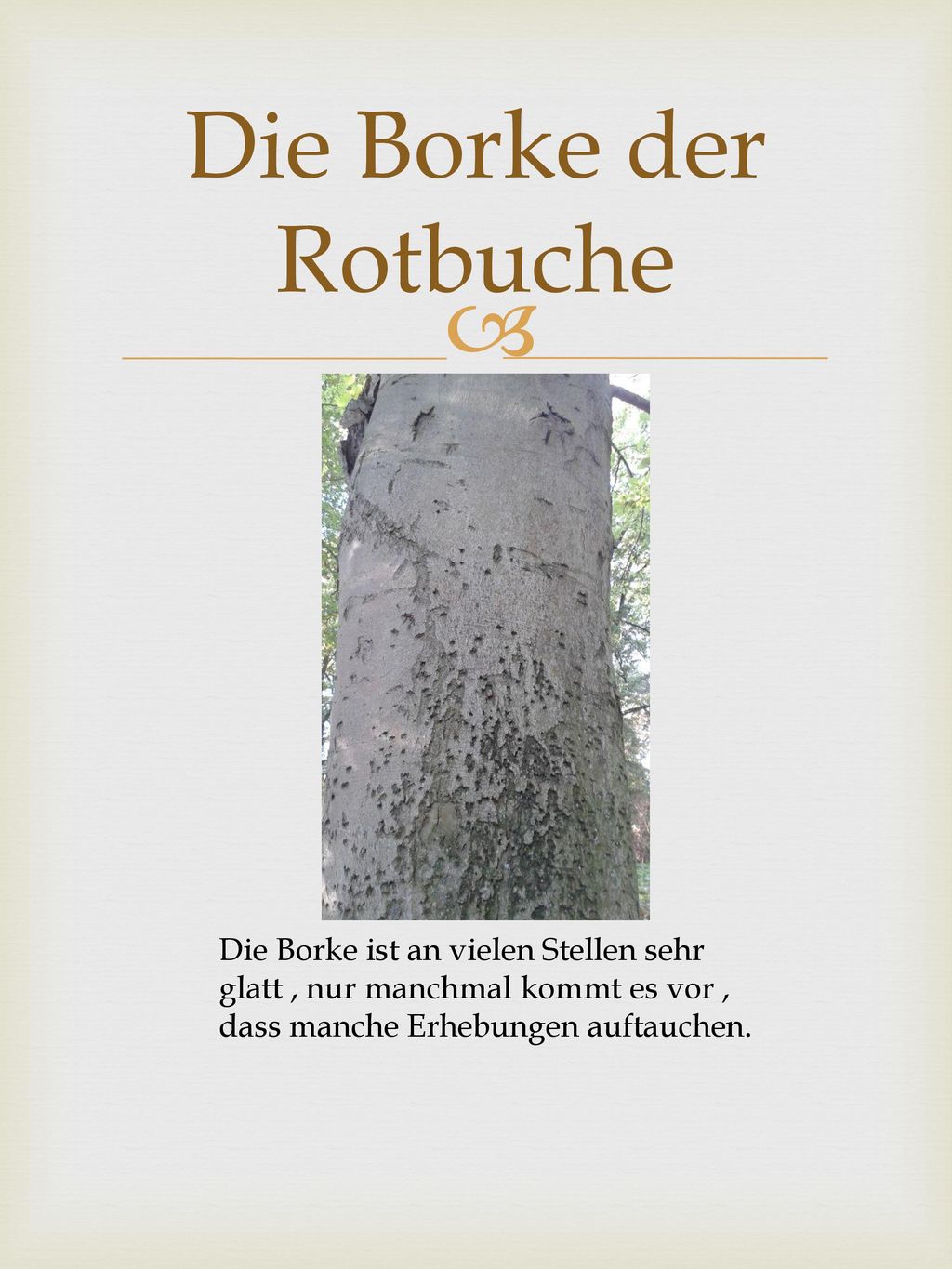 Die Borke der Rotbuche Die Borke ist an vielen Stellen sehr glatt , nur manchmal kommt es vor , dass manche Erhebungen auftauchen.