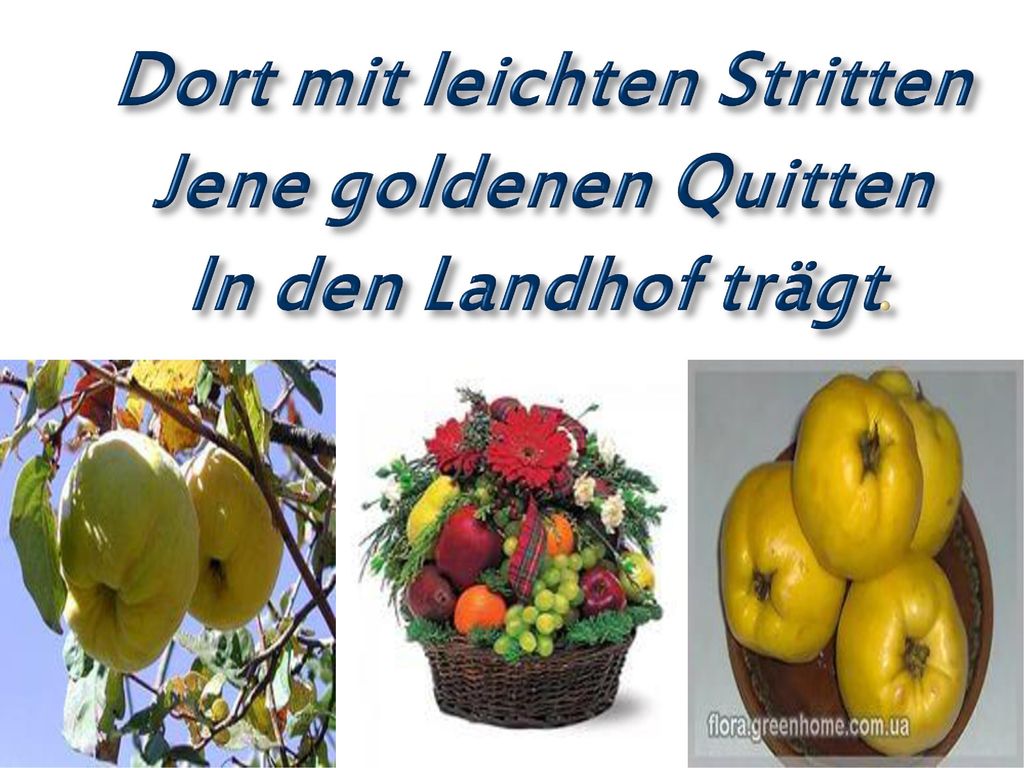 Dort mit leichten Stritten Jene goldenen Quitten In den Landhof trägt.