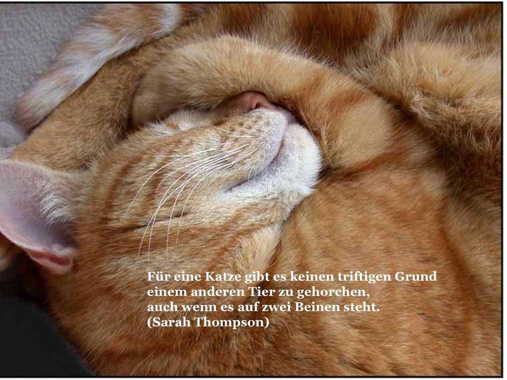Für eine Katze gibt es keinen triftigen Grund einem anderen Tier zu gehorchen, auch wenn es auf zwei Beinen steht.