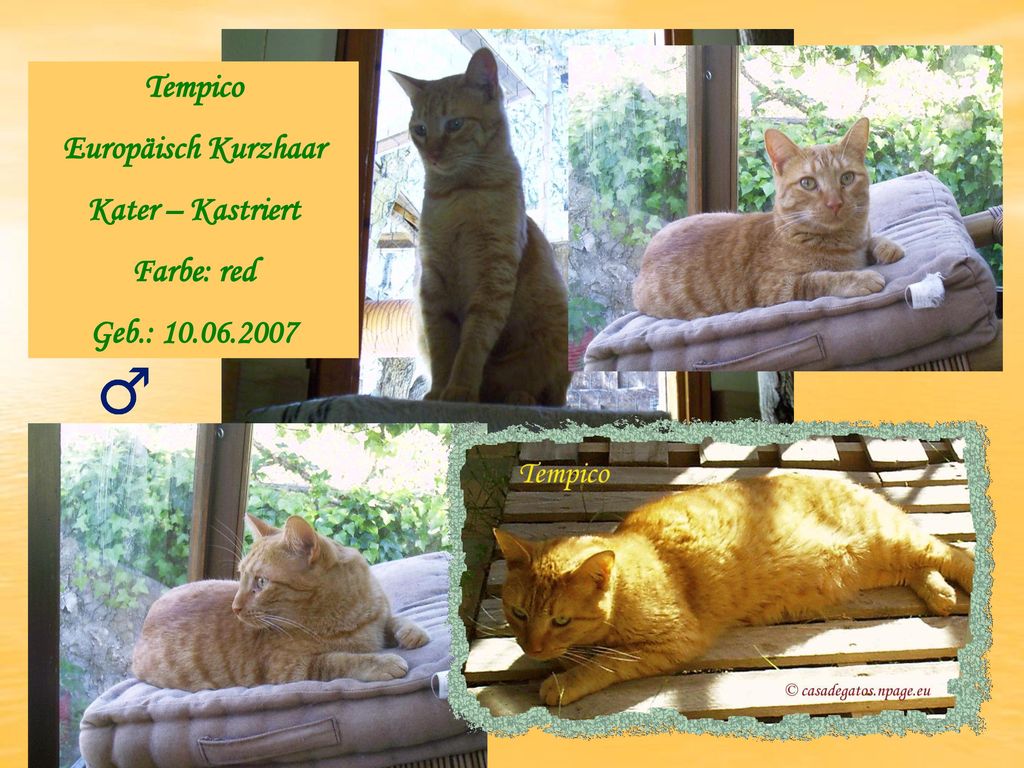 Tempico Europäisch Kurzhaar Kater – Kastriert Farbe: red Geb.: