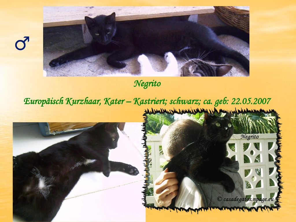 Europäisch Kurzhaar, Kater – Kastriert; schwarz; ca. geb: