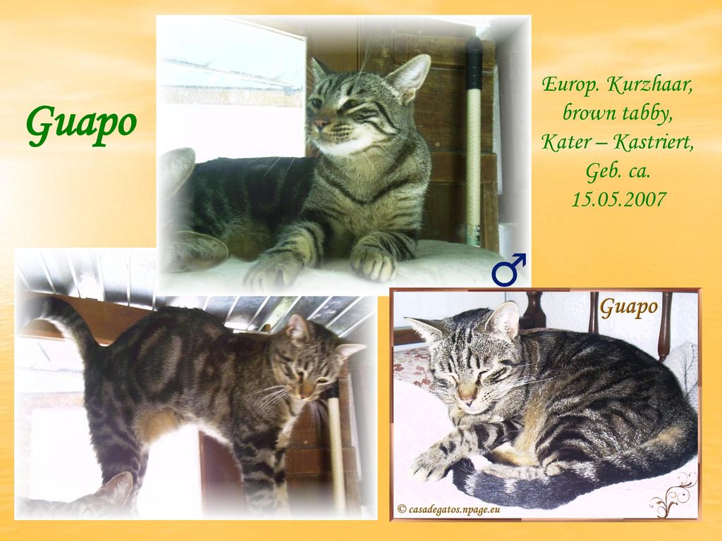 Europ. Kurzhaar, brown tabby, Kater – Kastriert, Geb. ca