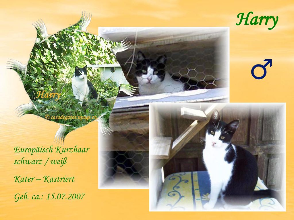 Harry Europäisch Kurzhaar schwarz / weiß Kater – Kastriert