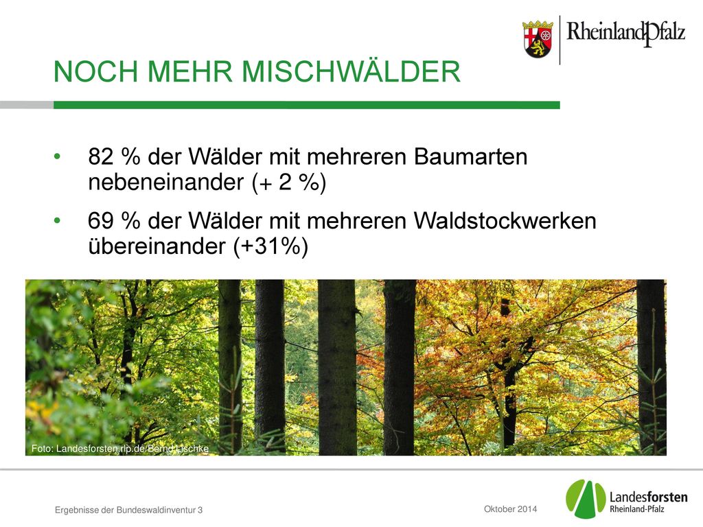 Noch mehr Mischwälder 82 % der Wälder mit mehreren Baumarten nebeneinander (+ 2 %)