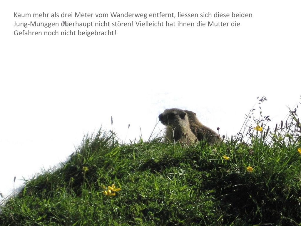 Kaum mehr als drei Meter vom Wanderweg entfernt, liessen sich diese beiden Jung-Munggen überhaupt nicht stören.