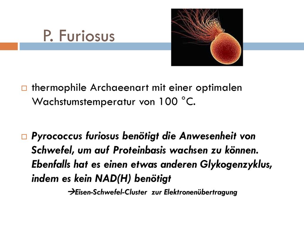 P. Furiosus thermophile Archaeenart mit einer optimalen Wachstumstemperatur von 100 °C.