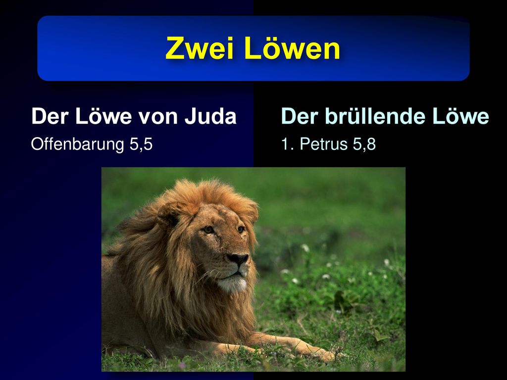 Zwei Löwen Der Löwe von Juda Der brüllende Löwe Offenbarung 5,5