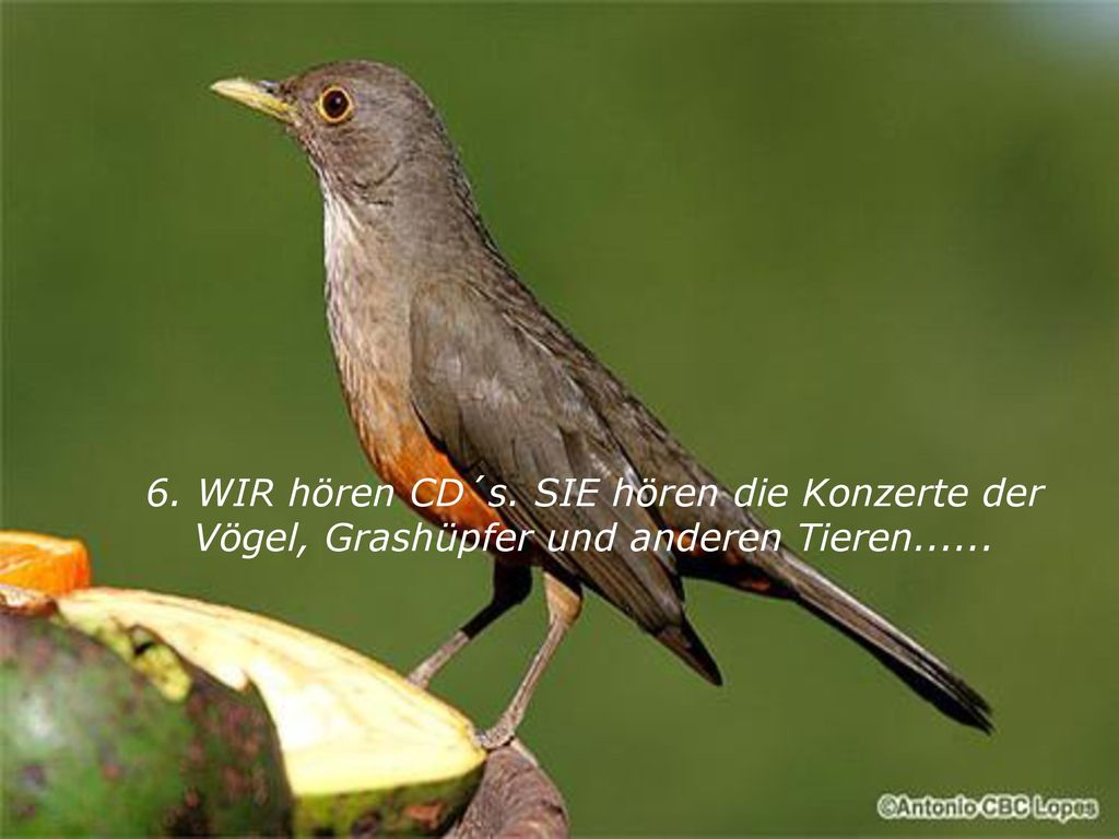 6. WIR hören CD´s. SIE hören die Konzerte der Vögel, Grashüpfer und anderen Tieren......