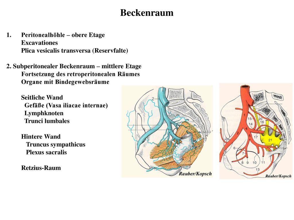 Beckenraum Peritonealhöhle – obere Etage Excavationes