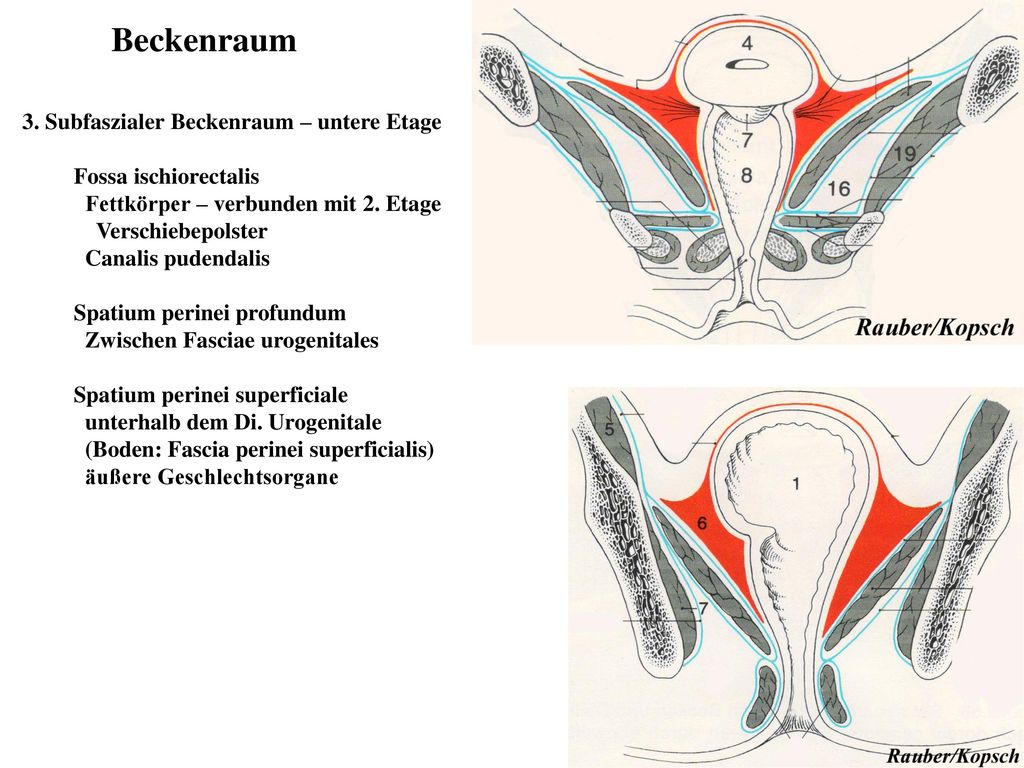 Beckenraum 3. Subfaszialer Beckenraum – untere Etage
