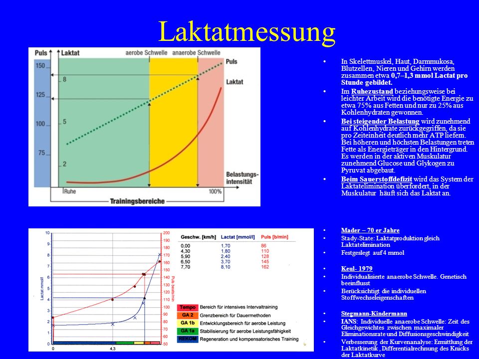 Laktatmessung In Skelettmuskel, Haut, Darmmukosa, Blutzellen, Nieren und Gehirn werden zusammen etwa 0,7–1,3 mmol Lactat pro Stunde gebildet.