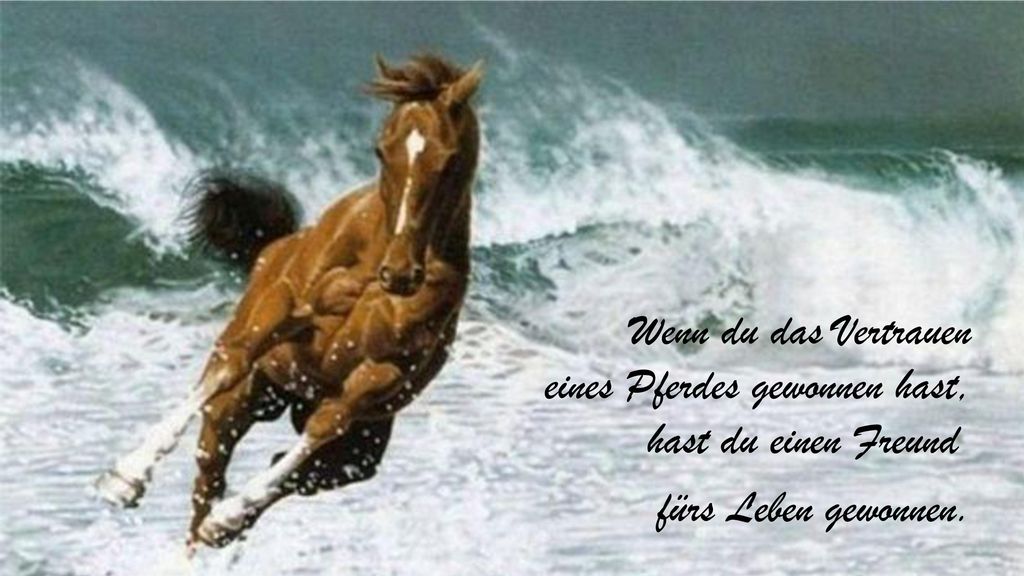 Wenn du das Vertrauen eines Pferdes gewonnen hast, hast du einen Freund fürs Leben gewonnen.