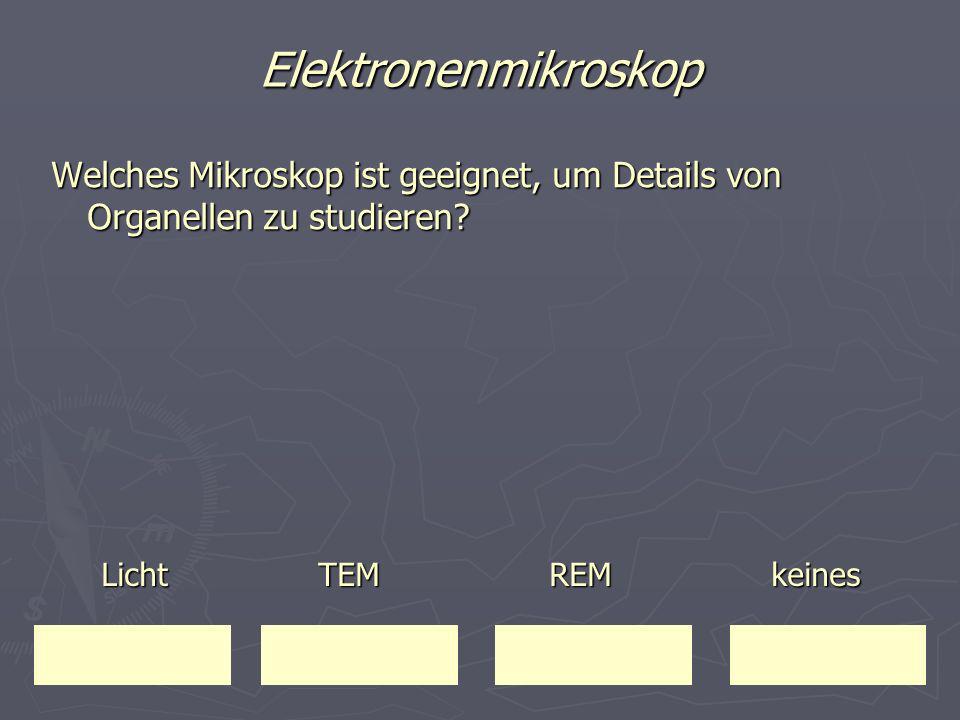 Elektronenmikroskop Welches Mikroskop ist geeignet, um Details von Organellen zu studieren