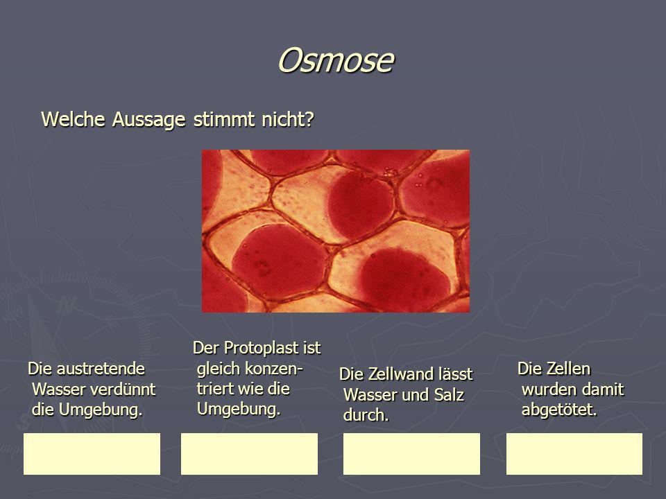 Osmose Der Protoplast ist gleich konzen-triert wie die Umgebung.
