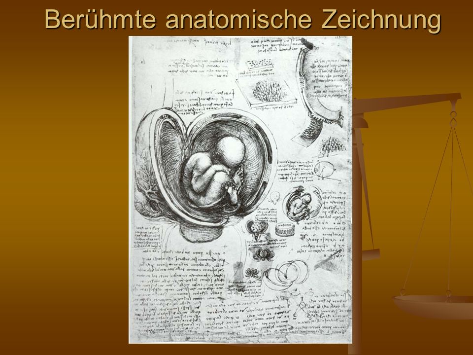 Berühmte anatomische Zeichnung