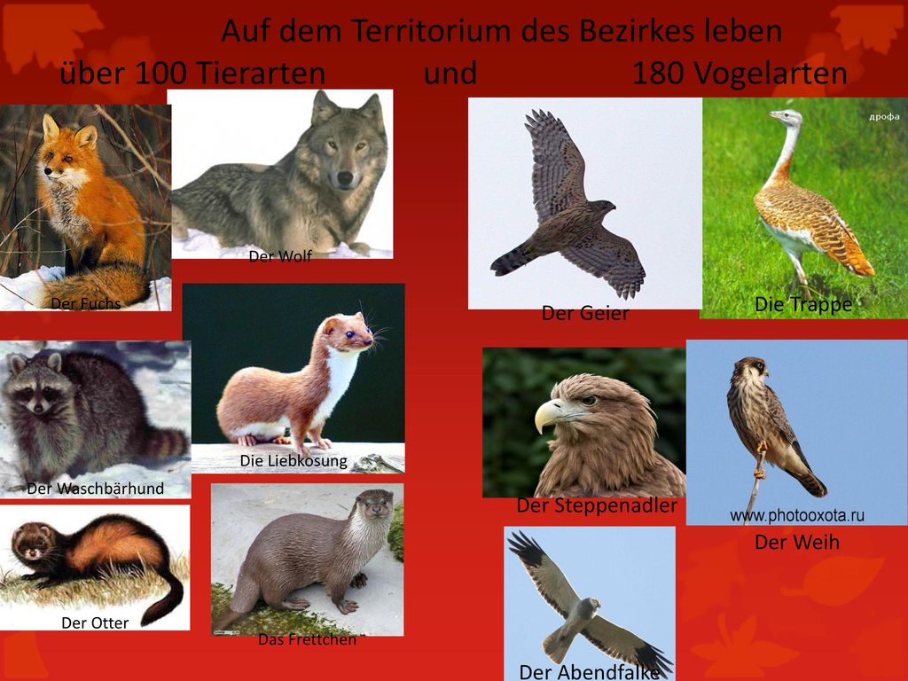 Auf dem Territorium des Bezirkes leben über 100 Tierarten und 180 Vogelarten