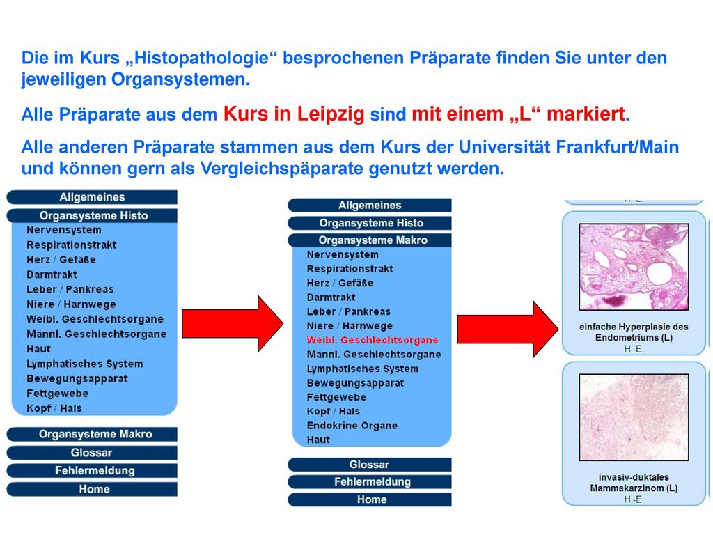 Die im Kurs „Histopathologie besprochenen Präparate finden Sie unter den jeweiligen Organsystemen.